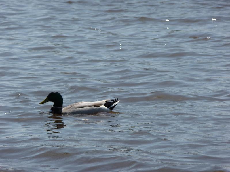 Swimming Malard.JPG